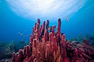 Scientists discover slimy microbes that may help keep coral reefs ...