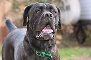 Cane Corso Breed Guide - Learn about the Cane Corso.
