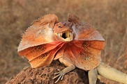 Frilled Neck Lizard: Facts, Habitat, and Their Temperament