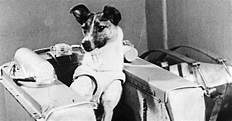 Laika, la perra astronauta que viajó al espacio exterior