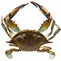 Linton's 5 3/4" Live Large Maryland Blue Crabs - 12/Case