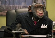 Monkey Business - 1Funny.com