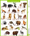 Chart Of A To Z Wild Animals Stock Vector - Image: 55756259 | Animal ...