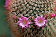 Quando fioriscono i cactus – tempi e condizioni di fioritura dei cactus ...