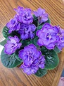African Violet Double Blue | African violet care, Violet flower ...