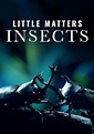 Little Matters: Insects - película: Ver online