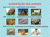 PPT - ESTUDANDO DIFERENTES ANIMAIS PowerPoint Presentation, free ...