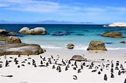 How To Visit The Penguins At Boulder Beach, Cape Town – Don't Dream ...