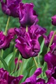 Tulip Victoria's Secret Parrot Tulips, Purple Tulips, Pansies Flowers ...