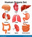 Realistic Human Organs Set Anatomy Stock Vector - Illustration of ...