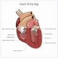 Anatomia corazon perro imágenes de stock de arte vectorial | Depositphotos