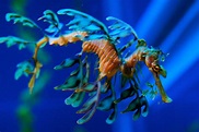 Los 10 animales marinos más raros del mundo - mott.pe