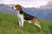 Beagle: Dog Breed Characteristics & Care