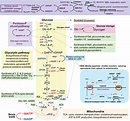 Brain Glucose Metabolism: Integration of Energetics with Function ...