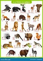 Carta De Animais Selvagens De à De Z Ilustração do Vetor - Ilustração ...
