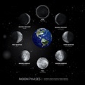 Movements of the Moon Phases Realistic Vector Illustration 643055 ...