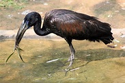 African open-billed stork; Prague; 4th September 2012 - ZooChat