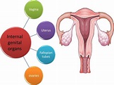 Anatomyof female genital tract