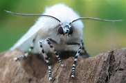 Weedon's World of Nature: White Satin Moth