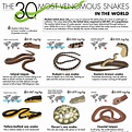 Different Types Of Poisonous Snakes