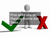 Pros and Cons of Planting Bonita Ash Trees - SEM Technology