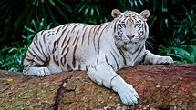 Top 16 White Tiger Facts - Diet, Habitat, Genetics & More - Facts.net