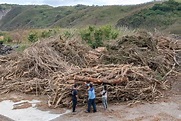 一個30歲團隊在恆春大砍樹，救了熱帶雨林還能賺錢！他們怎麼做？｜天下雜誌