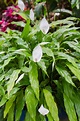 peace lily several shutterstock_205795879 - Plantscapers