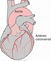 Artère coronaire — Wikipédia