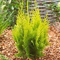 Chamaecyparis lawsoniana 'Ivonne' Cypress Conifer | Free Delivery