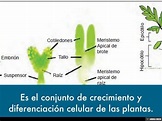 Diferenciación celular en desarrollo embrionario vegetal