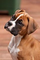 a brown and white dog sitting on top of a wooden floor