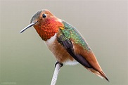 Allen's Hummingbird Species - Hummingbirds Plus
