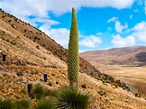 Puya Raimondi is one of the most impressive plants in the whole world ...