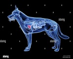Anatomia corazon perro fotografías e imágenes de alta resolución - Alamy