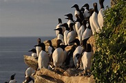 The common guillemot can keep track of day and night even under the ...