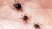 Ticks in Tennessee: What you need to know about tick-borne illnesses