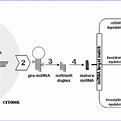 Scoring matrix used by the miRanda algorithm. | Download Scientific Diagram