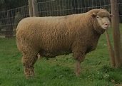 OVINOS ILE-DE-FRANCE: Novo carneiro reprodutor!