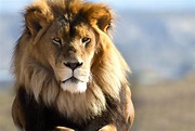 Leão - características, fotos, ameaças - Animais - InfoEscola