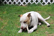 Perro Pitbull Blanco Con Mancha Marrón Jugando En El Jardín Imagen de ...