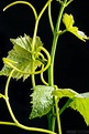UP CLOSE: Grape Vine Tendrils