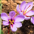 Crocus Sativus (Saffron Crocus) – Easy To Grow Bulbs
