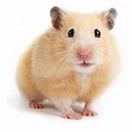 Syrian Hamster For Sale | Petco