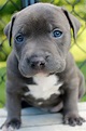 Female xl blue pitbull puppy | Blue nose pitbull puppies, Pitbull ...