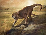 The marsupial lion (Thylacoleo carnifex) is an extinct species of ...