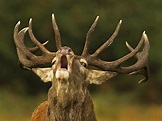 500 Animal Horns Photo Contest Winners - VIEWBUG.com