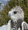 Alaric (Martial Eagle) - Montana's Eagle Experience
