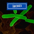 Three Domains: Bacteria Archaea Eukaryota | STEAMism