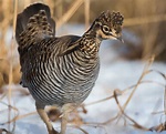 Late Season Prairie Chicken Hunting Tactics - Project Upland